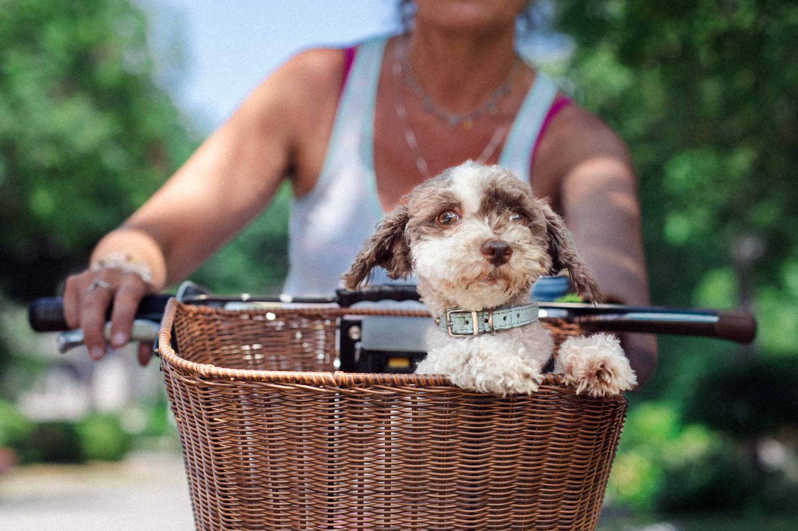 dog on a bike basket